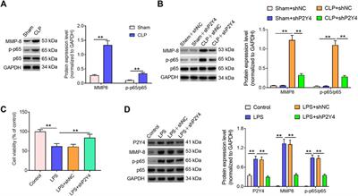 Knockdown of P2Y4 ameliorates sepsis-induced acute kidney injury in mice via inhibiting the activation of the NF-κB/MMP8 axis